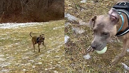 Cachorro cego tem reação adorável ao encontrar bola em parque.