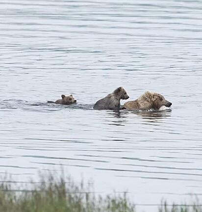 Um urso filhote está nadando atrás da mãe.