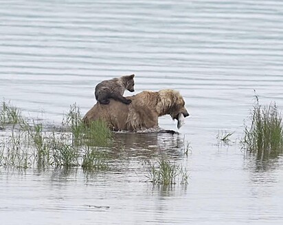 A mãe ursa está com um peixe na boca enquanto carrega do filho nas costas.