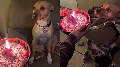 Família prepara bolo para comemorar o aniversário da cachorrinha.