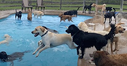 Os cães pulando na piscina.