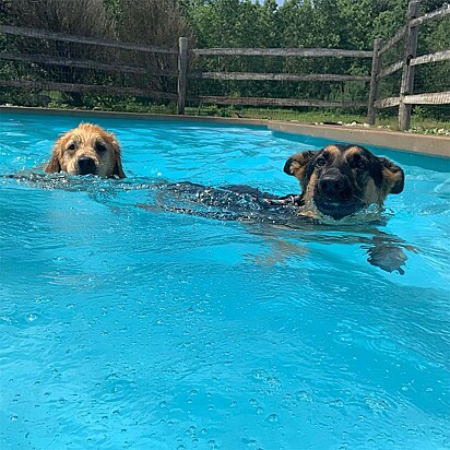 Os cães de divertindo na água.