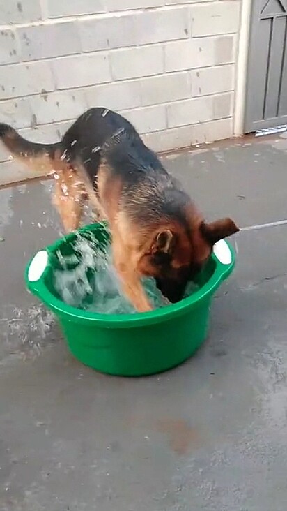 Sultão adora brincar na água.