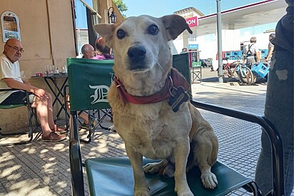 O cão está em uma cadeira do estabelecimento.