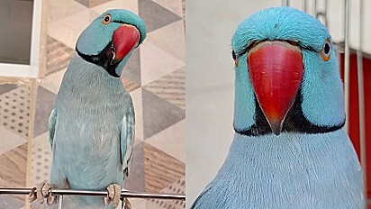Mingau é um passarinho da espécie ring neck que adora conversar.