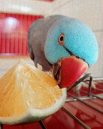 O ring neck comendo uma fruta.