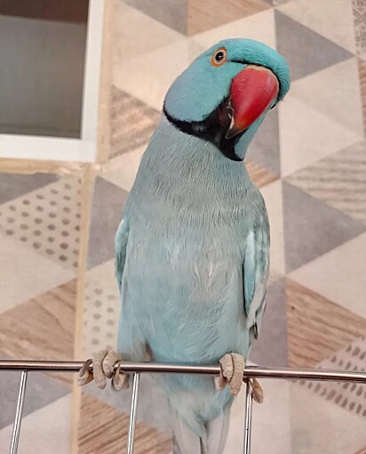 Mingau é um lindo ring neck de penas azuis e bico vermelho.