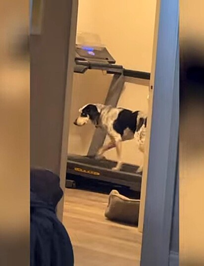 O cão está concentrado no exercício.