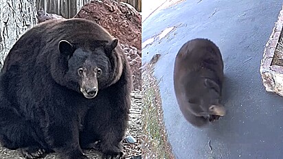 Urso invade casas em busca de comida.