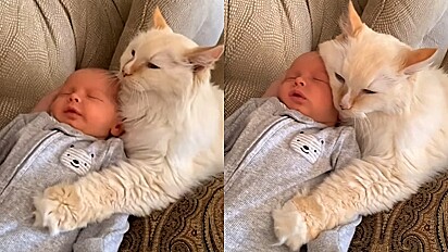 Em cena adorável, gato se aconchega em bebê recém-nascido.