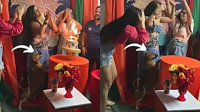 Cachorro derruba bolo no chão durante o parabéns em festa de aniversário da dona.