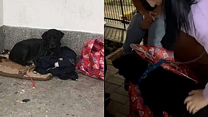 Cachorro ganha lar temporário após ficar três dias aguardando seu dono morador de rua internado em hospital.