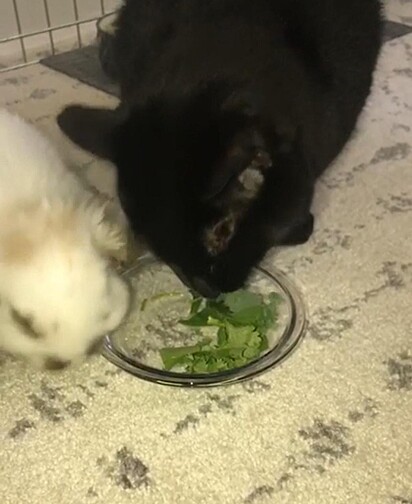 O felino está fingindo que vai comer as verduras.