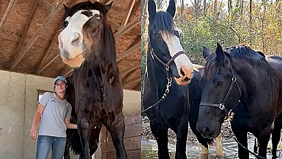 Equino gigante faz amizade com cavalo negligenciado e o ajuda a se recuperar.