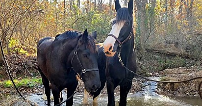 Os dois cavalos no riacho.