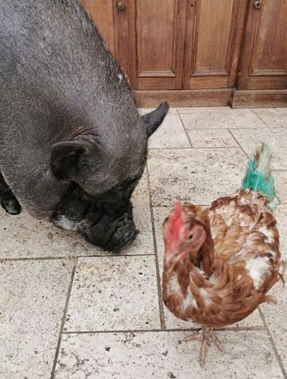 O porco está cheirando a comida do chão e a galinha está junto.