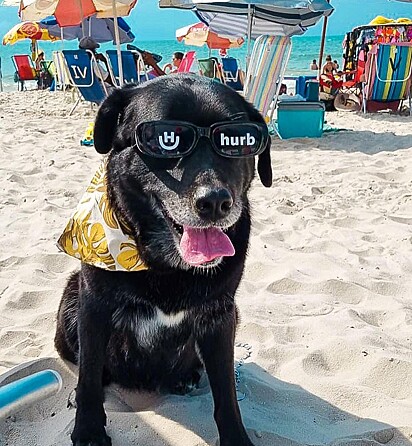 Laika está na praia com óculos de sol do pratocinador.