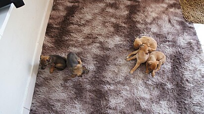 Os cães estão dormindo em um tapete após o resgate.