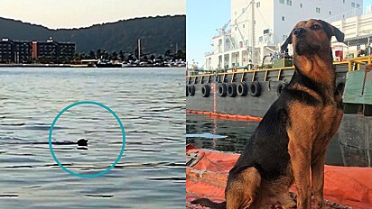 Cachorro desaparecido é visto atravessando o mar a nado entre duas cidades.