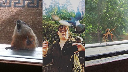 Internautas registram momentos hilários de animais silvestres e compartilham nas redes sociais.