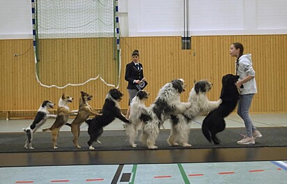 Os cães estão de pé em uma fila por ordem de altura.