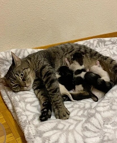 Os gatinhos estão mamando na mamãe.