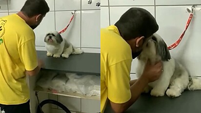 Cachorrinha têm preferência por tosador que é dono do pet shop.
