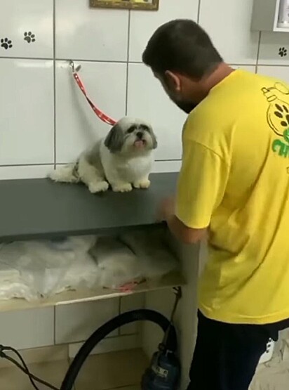 O cachorro está feliz na presença do tosador.