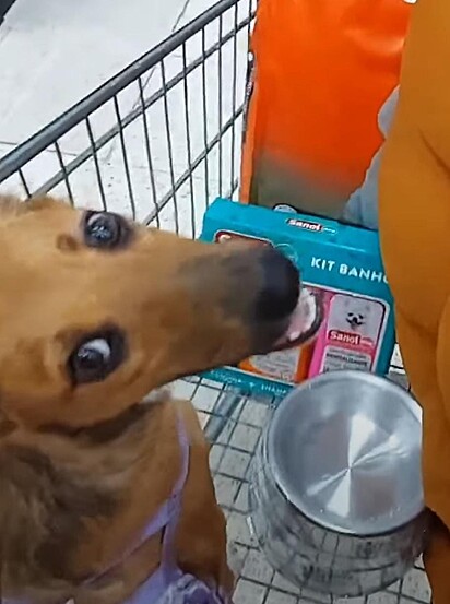 A cachorrinha está feliz fazendo compras.