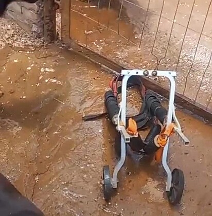 A cadeira de rodas está longe do cão.