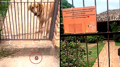Em atitude fofa, cão joga bolinha pelo portão para que desconhecido brinque com ele.