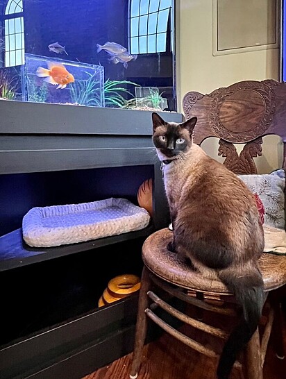 O gato está em frente ao aquário.