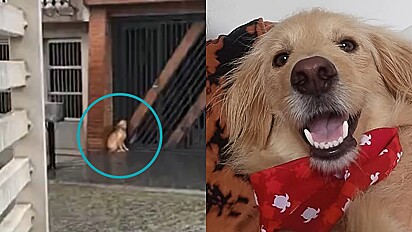 Cachorro encontrado encolhido em dia de chuva é resgatado e ganha família amorosa.