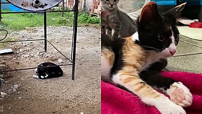 Vídeo emociona internautas com narração de gata sobre o seu resgate.