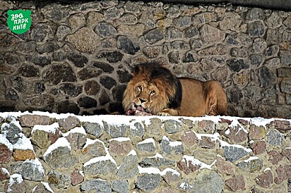 Leão no zoológico de Kiev.
