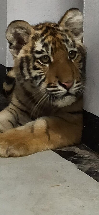 Tigre do zoológico de Kiev.