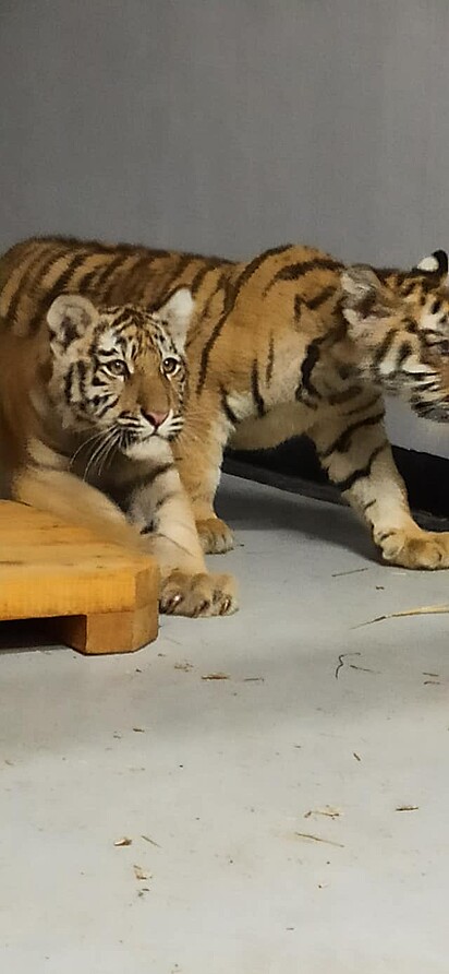Tigres do zoológico de Kiev.