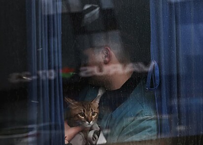 Um ucraniano está dentro de um ônibus com seu gatinho.
