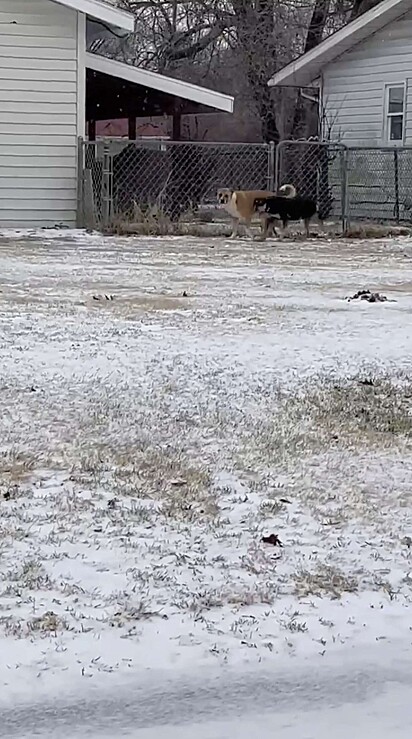 Os cães estão na casa abandonada na neve.