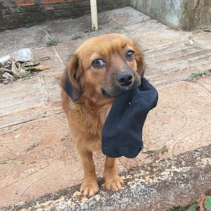 O cão foi fotografado segurando uma meia na boca.