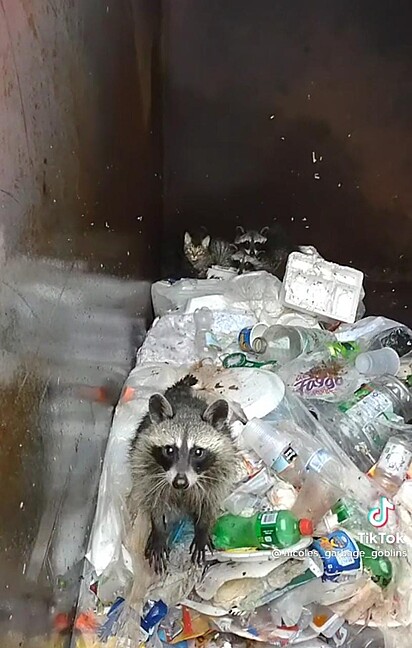Os animais estão tentando sair da lata de lixo.