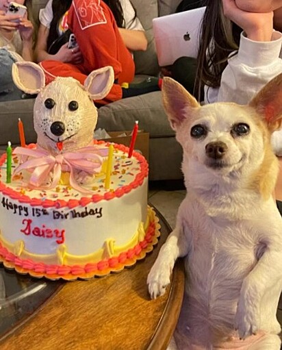 A chihuahua está feliz ao lado do bolo.