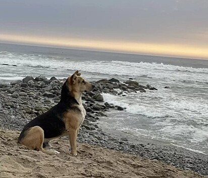 O cão está olhando fixo para o oceano.