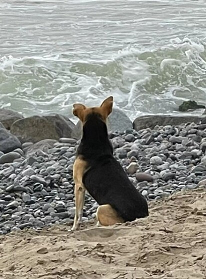 Vaguito está sozinho olhando para o mar.