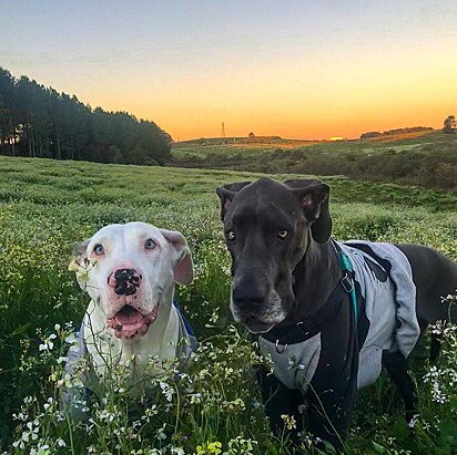 Os cães estão em um campo florido.