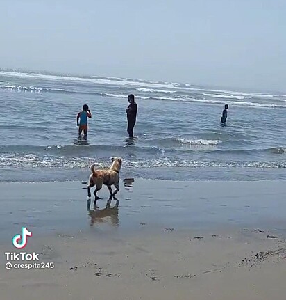 O cachorro está correndo na beira do mar.