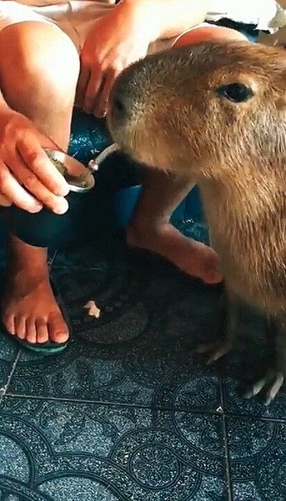 O animalzinho se deliciando com o chimarrão.