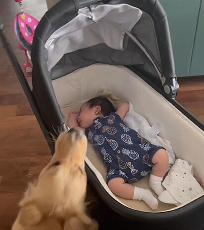A cadela está dando o brinquedo para a bebê.