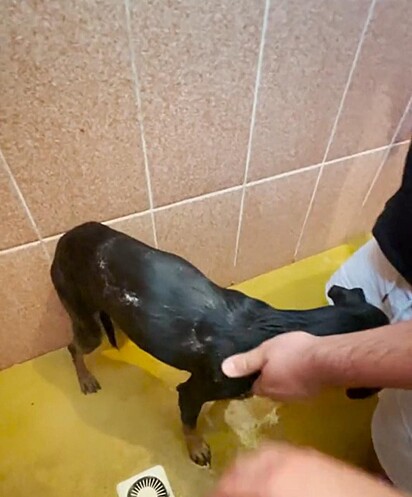 A cadela está tomando banho.
