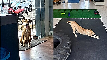 Cachorrinha entra em clínica de pilates e é adotada.